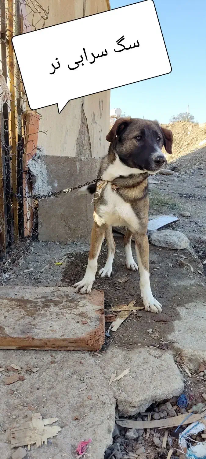 سگ سرابی اصیل|سگ|سنندج, |دیوار