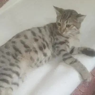 واگذاری گربه|گربه|ارومیه, |دیوار