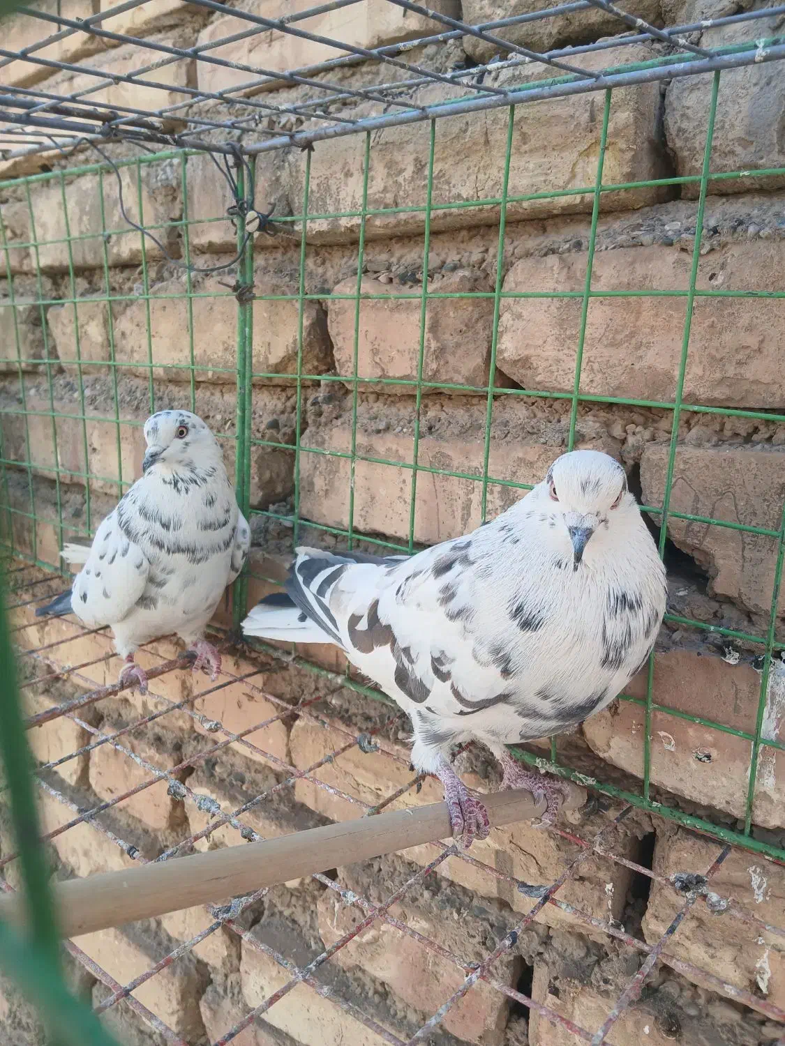 تهرانی|پرنده|اصفهان, سرچشمه|دیوار