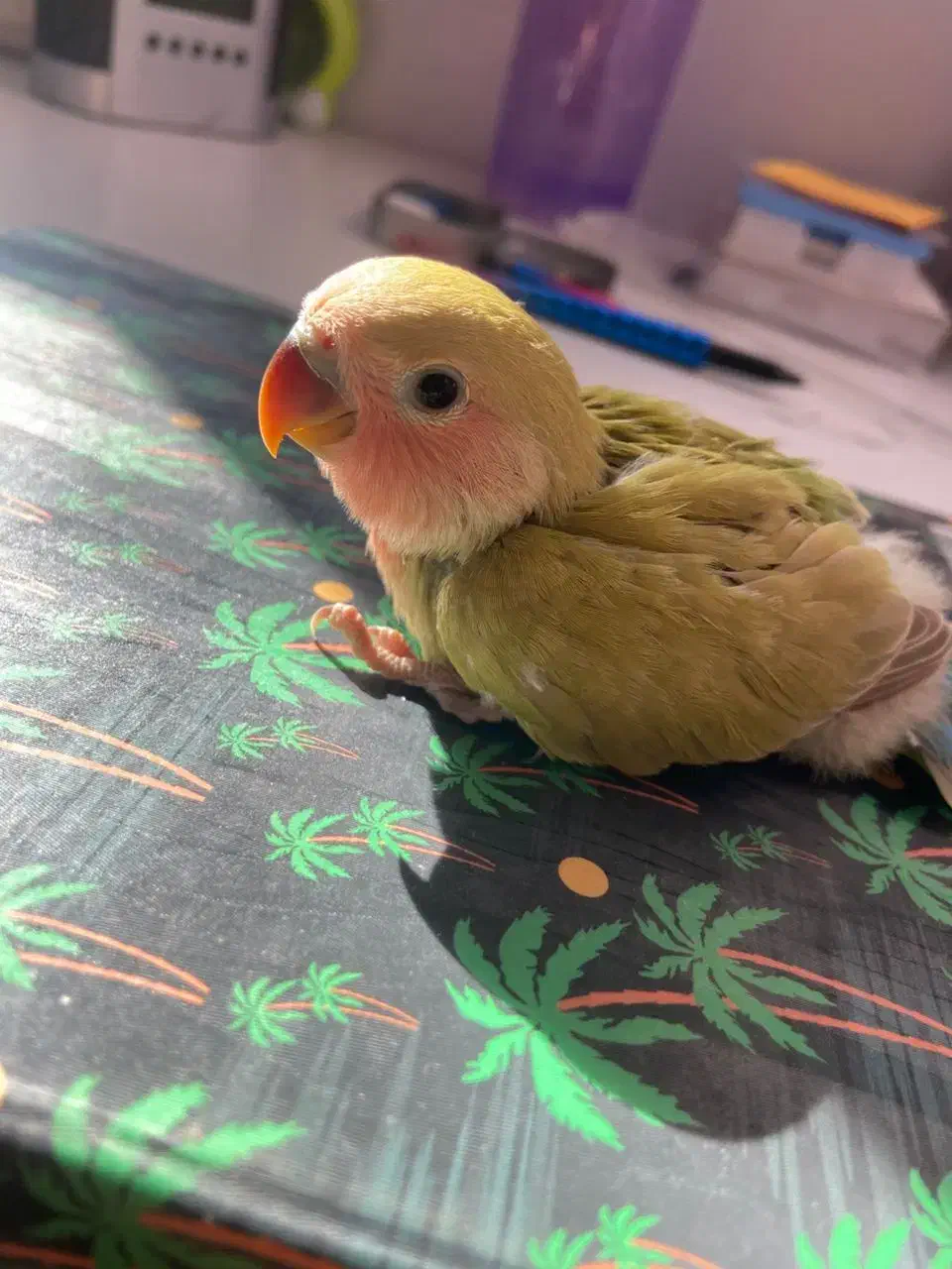 کوتوله|پرنده|نیشابور, دارایی|دیوار