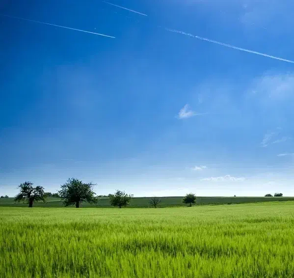 زمین ویلا باغ شهری‌ ،کشاورزی|فروش دفتر صنعتی، کشاورزی، تجاری|فیروزآباد (فارس), |دیوار