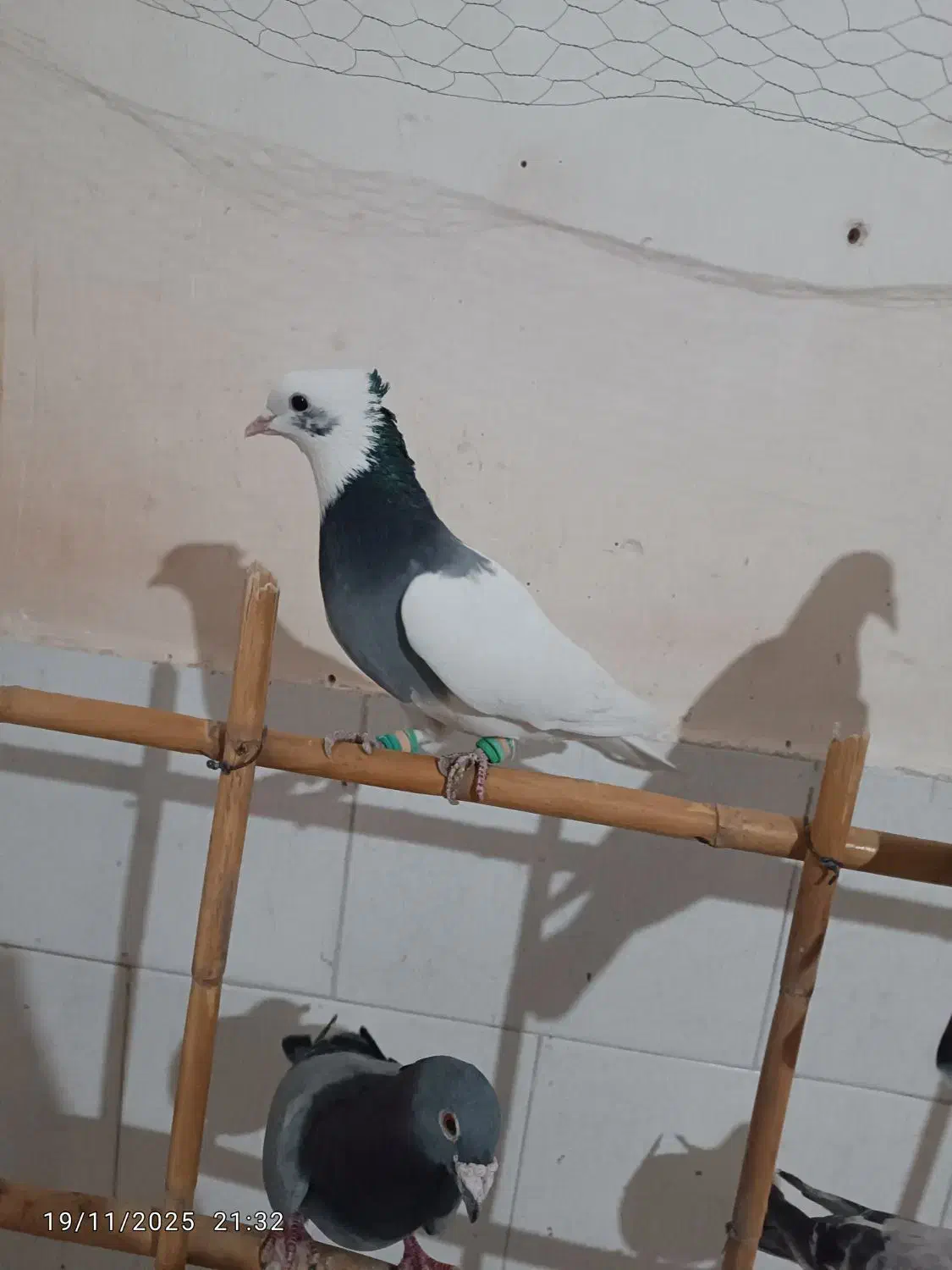 کبوتر|پرنده|سبزوار, عارف|دیوار