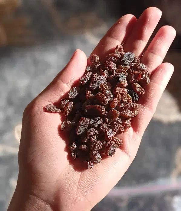 کشمش بیدانه|خوردنی و آشامیدنی|محمدیه-قزوین, |دیوار