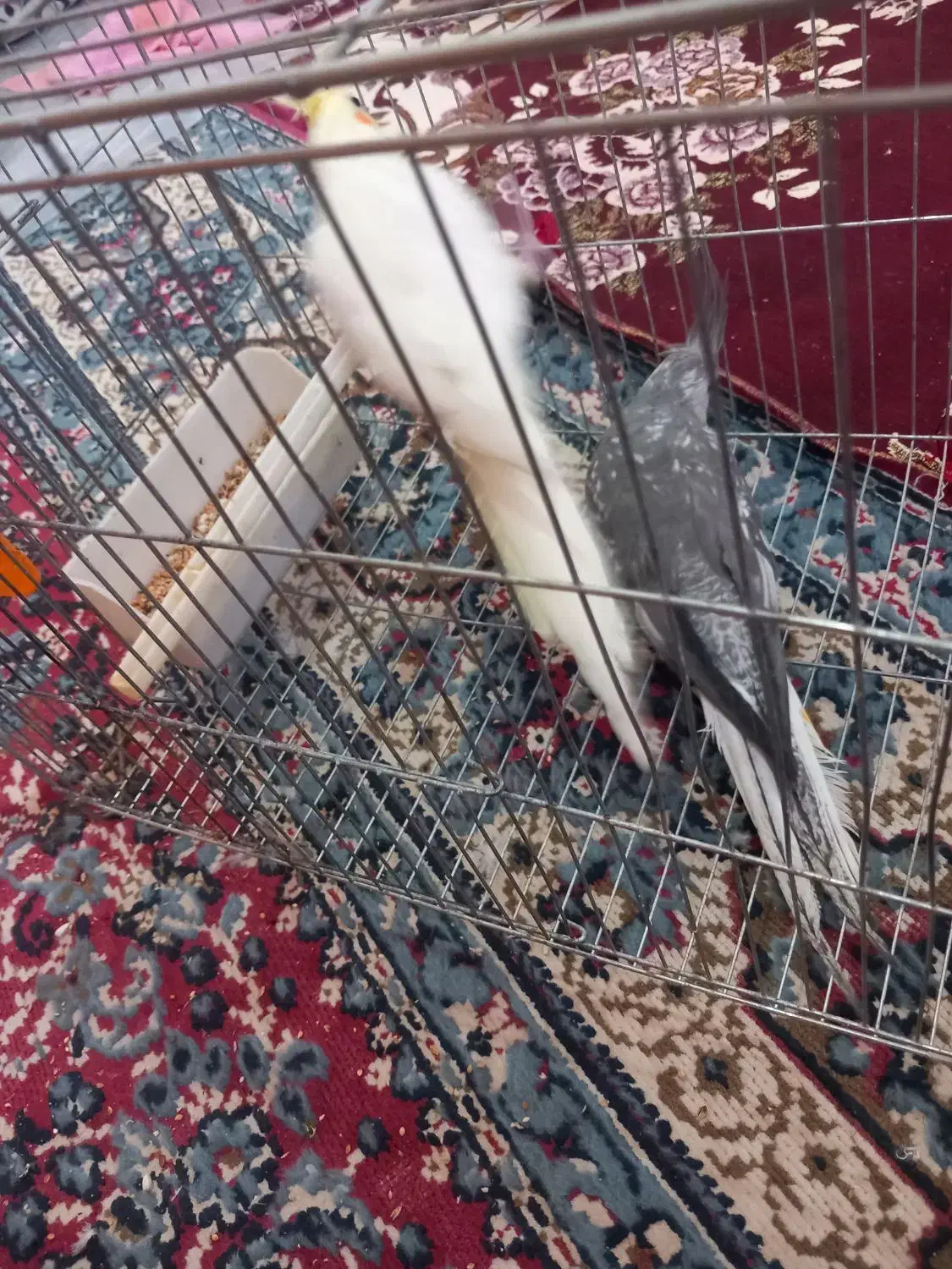 عروس هلندی|پرنده|آبیک, |دیوار