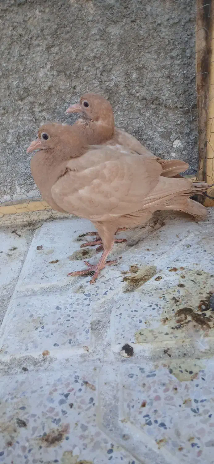 جوجه زرد کرمونی پاک|پرنده|تربت‌حیدریه, پایانه مسافربری تربت حیدریه|دیوار