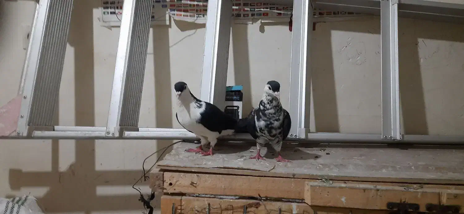 کفتر کلاغدم|پرنده|مشهد, نیزه|دیوار