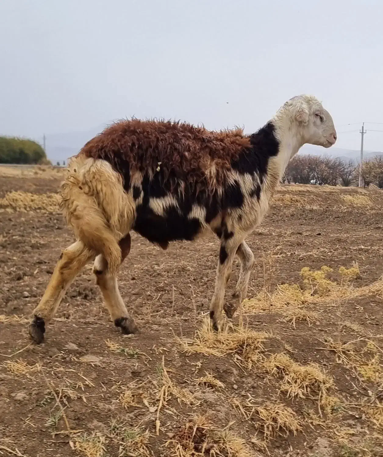 بره قوچ پلنگی|حیوانات مزرعه|سیلاخور, |دیوار