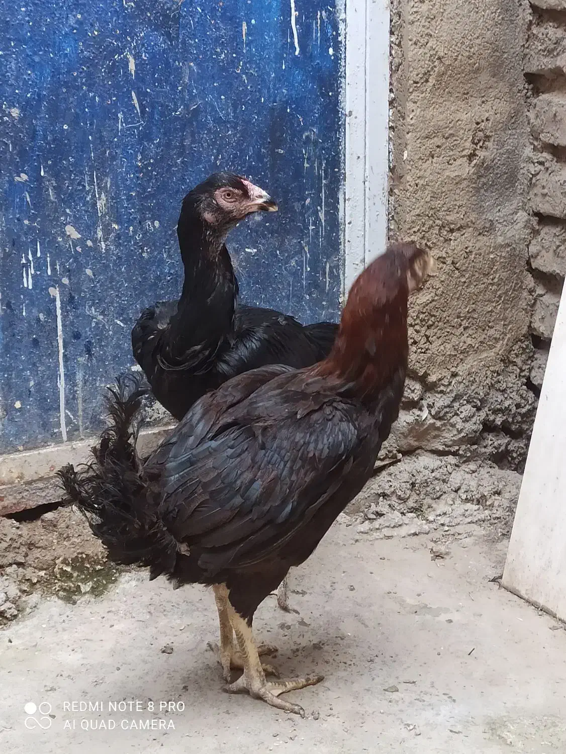 مرغ لاری(معاوضه بامرغ وخروس محلی)|حیوانات مزرعه|گنبد کاووس, |دیوار