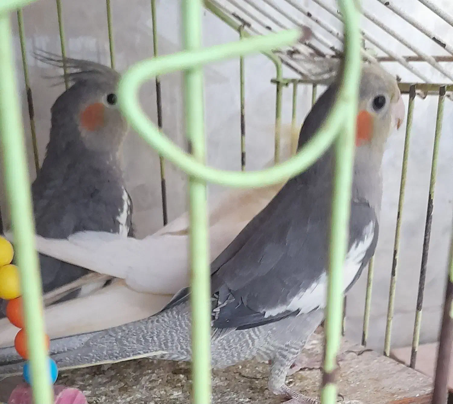 پرنده عروس هلندی|پرنده|لولمان, |دیوار