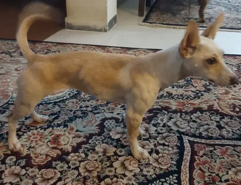 سگ شیواوا|سگ|گرگان, |دیوار