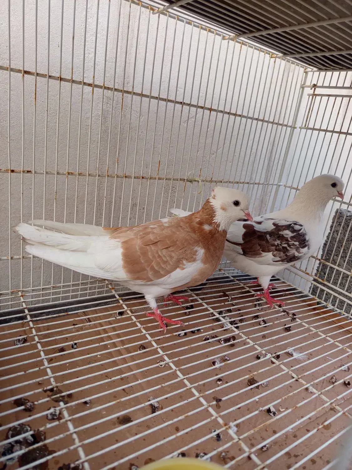 کفتر|پرنده|بندرعباس, |دیوار