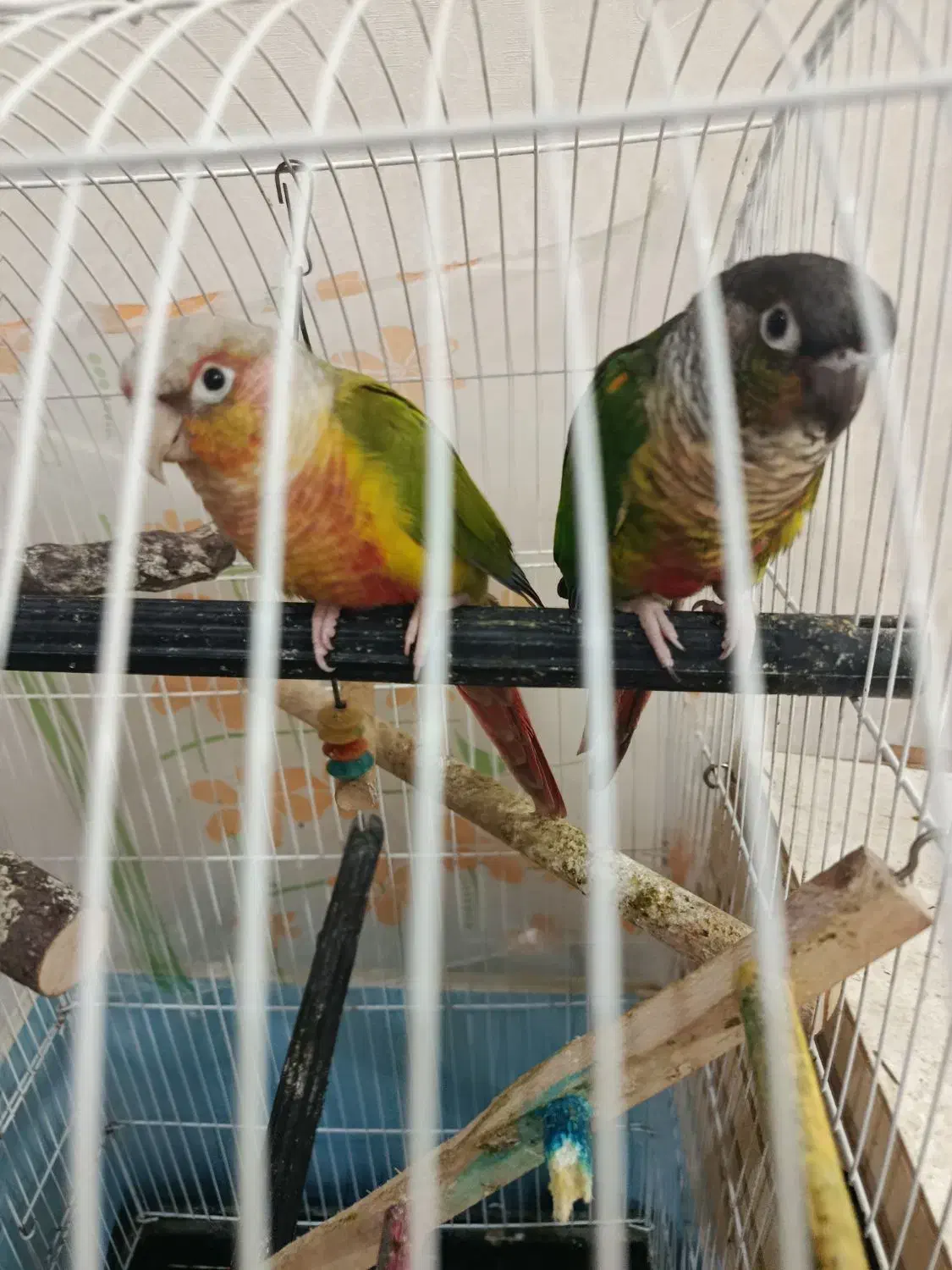 گرینچیک|پرنده|قشم, |دیوار