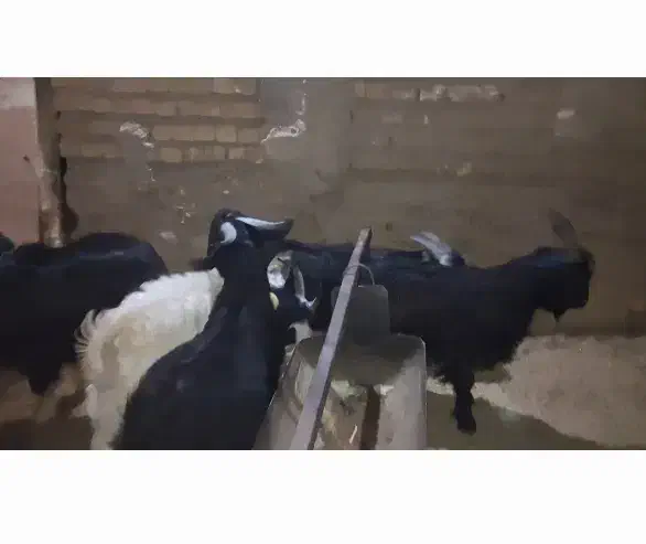 کهره ریز، چاق|حیوانات مزرعه|شیراز, رکنآباد|دیوار