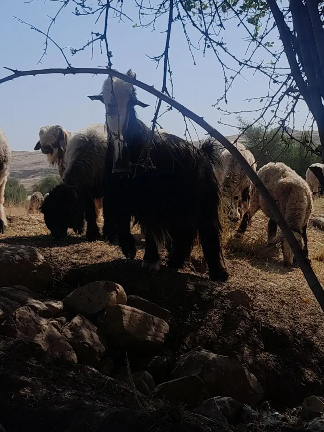 بَعده جلورو گَله|حیوانات مزرعه|گتوند, |دیوار