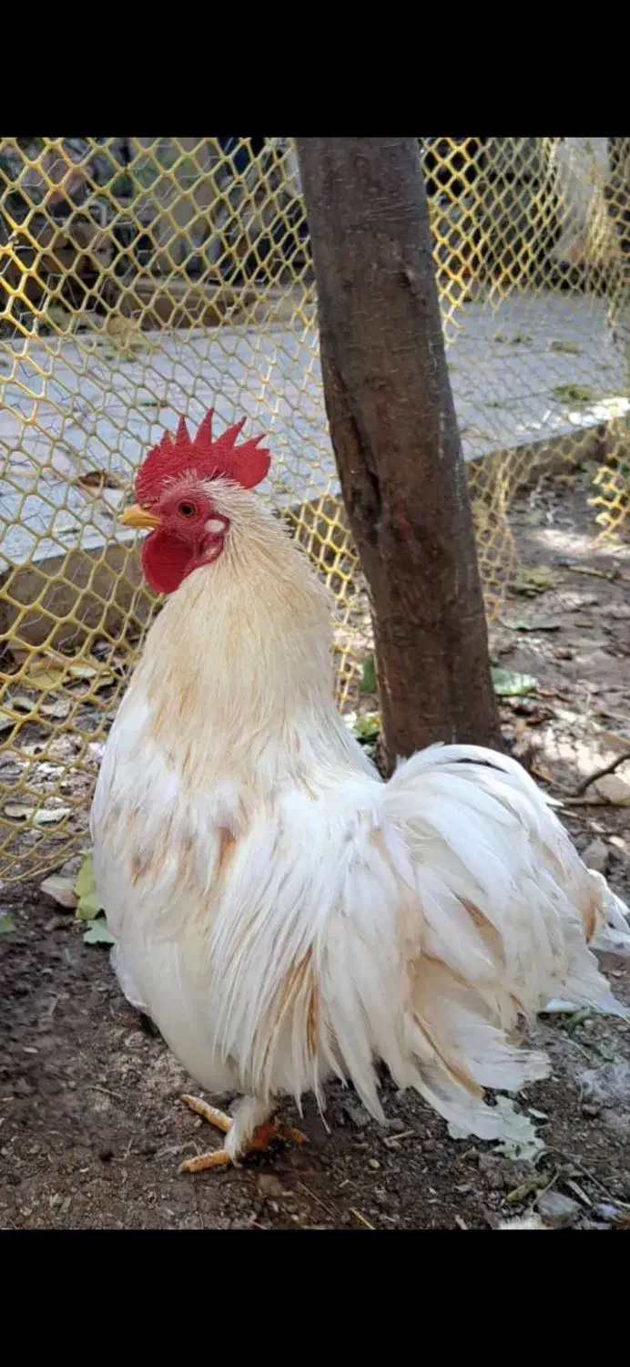 حیوانات خانگی|حیوانات مزرعه|هشتگرد, خور|دیوار