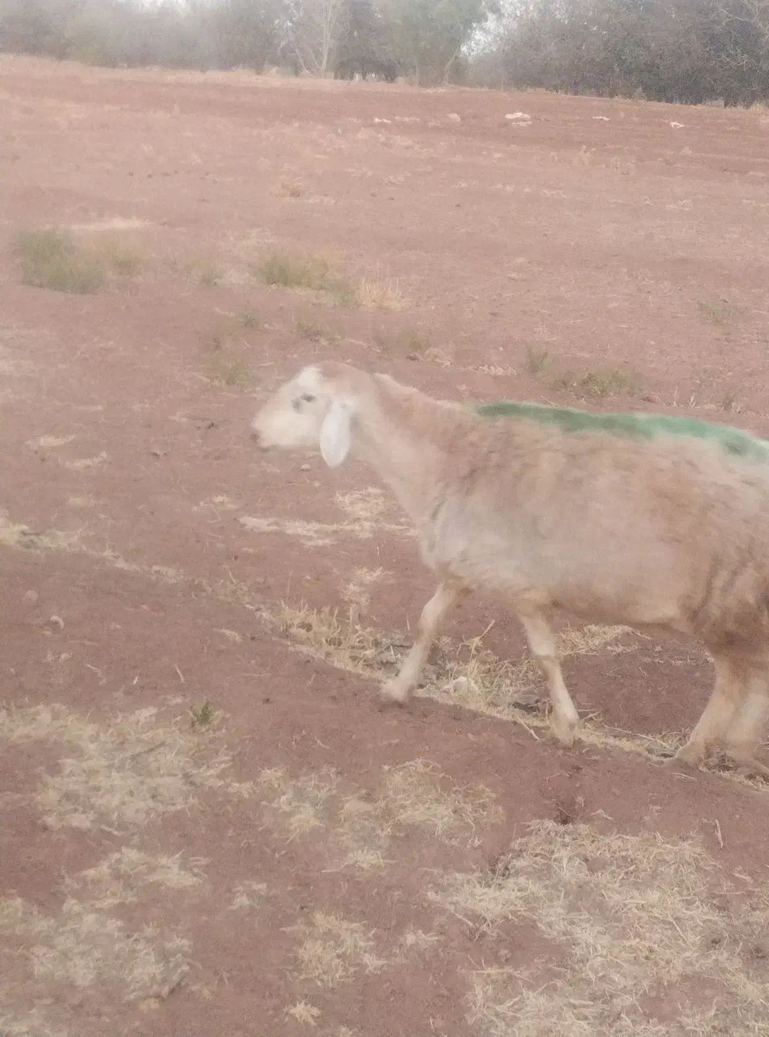 سلام نربز شیره دار..و میش تقلی مغانی|حیوانات مزرعه|تربت جام, میان جام|دیوار