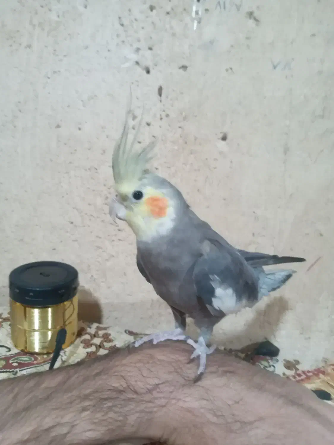 یک عدد عروس هلندی نر|پرنده|کلیائی, |دیوار