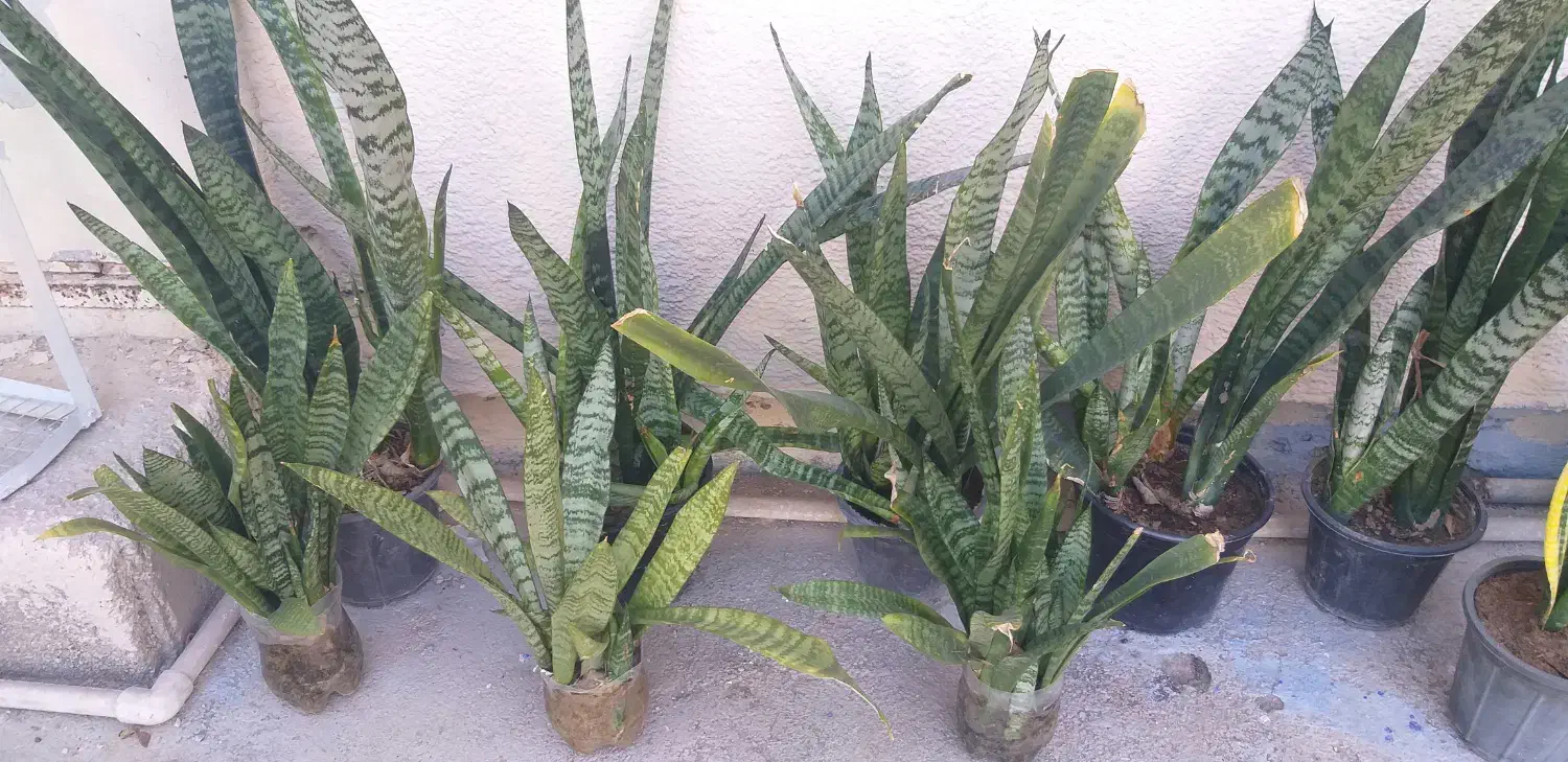 گل افوربیا وسانسوریا|گل و گیاه طبیعی|بوشهر, |دیوار