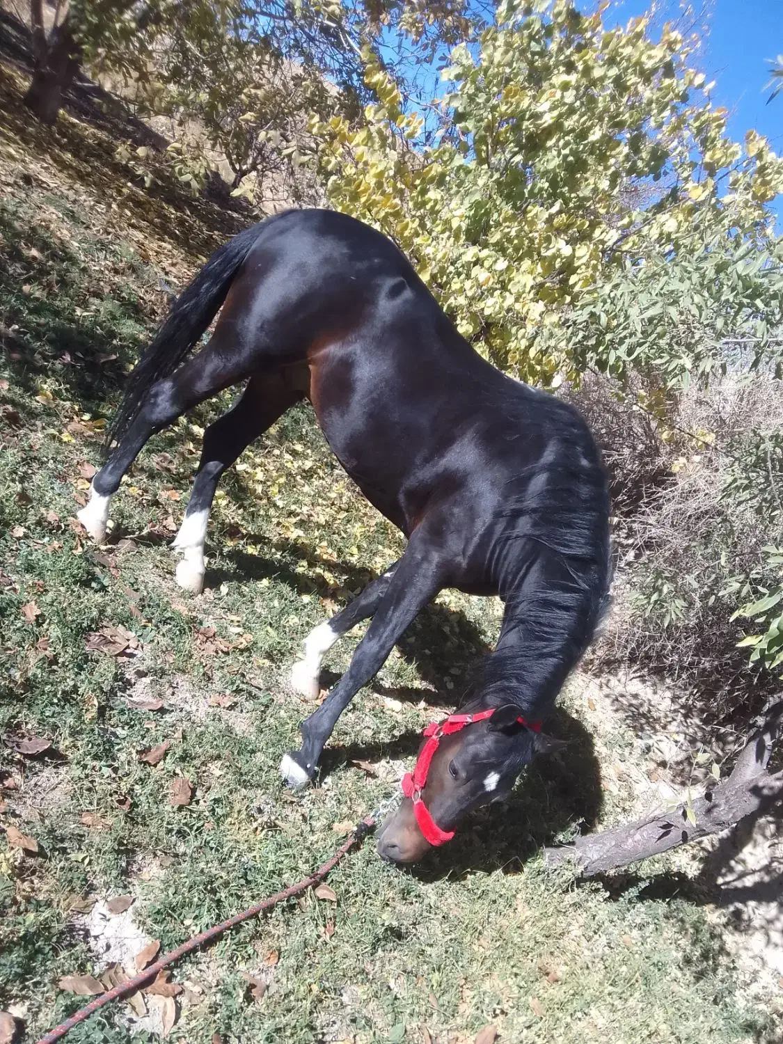 اسب|اسب و تجهیزات اسبسواری|چنگ الماسی, |دیوار