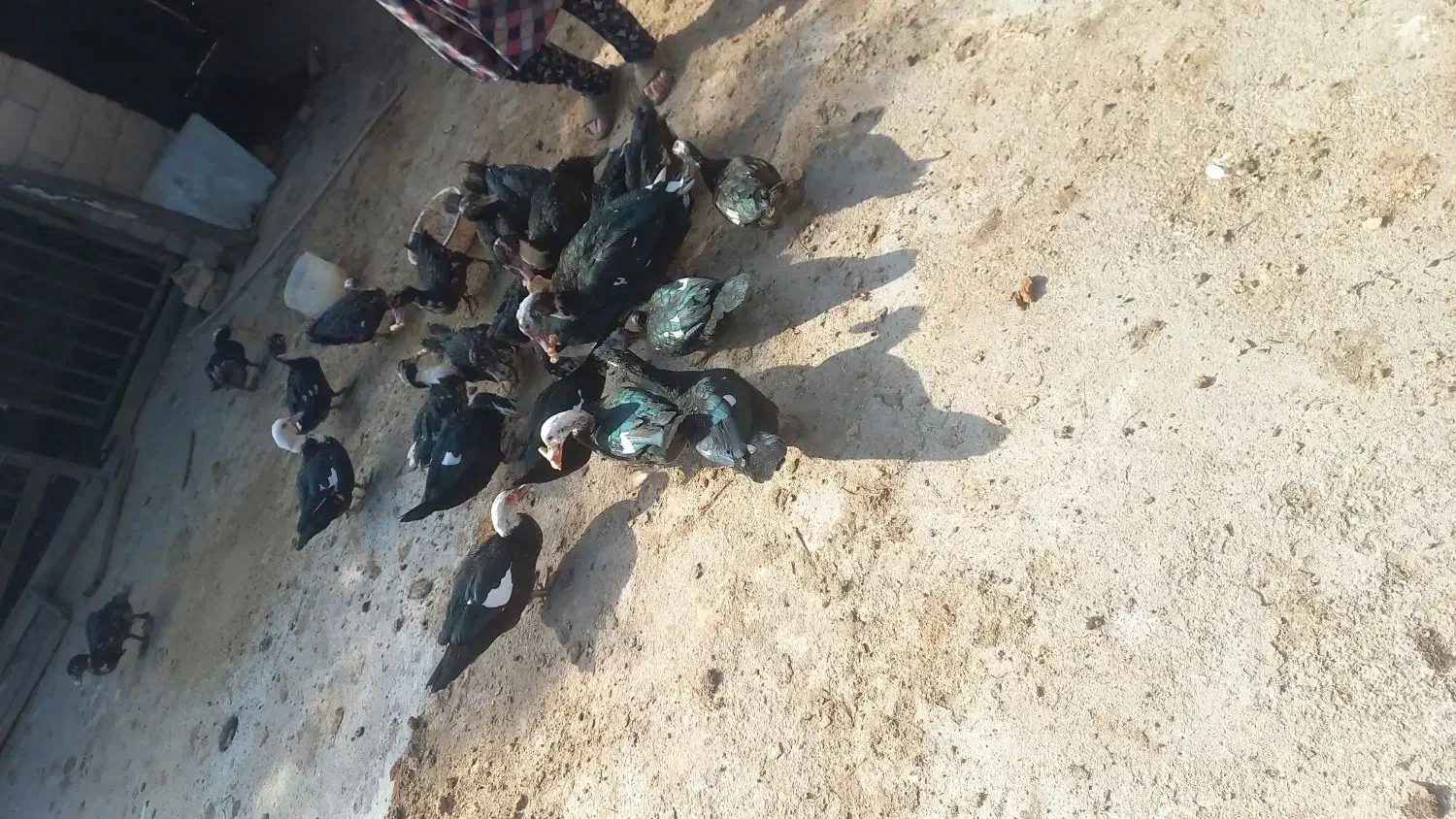 اردک اسرائیلی|حیوانات مزرعه|مینودشت, |دیوار