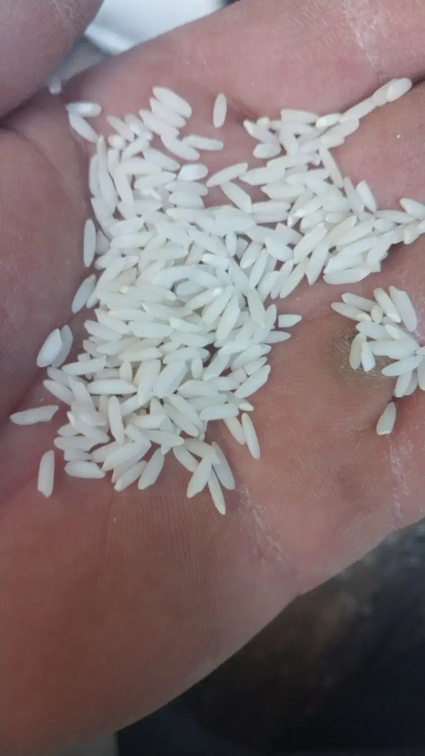 برنج محلی دورود|خوردنی و آشامیدنی|تهران, مرزداران|دیوار