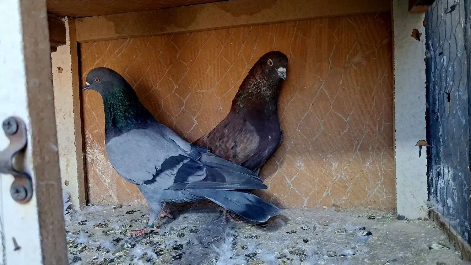 کفتر پرشی|پرنده|کرج, خرمدشت|دیوار