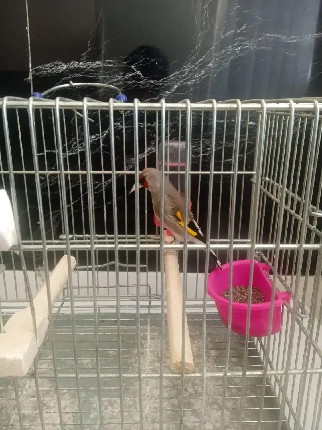 سهره کرمونی دورگ جوجه بهاره|پرنده|مشهد, زیرکن|دیوار