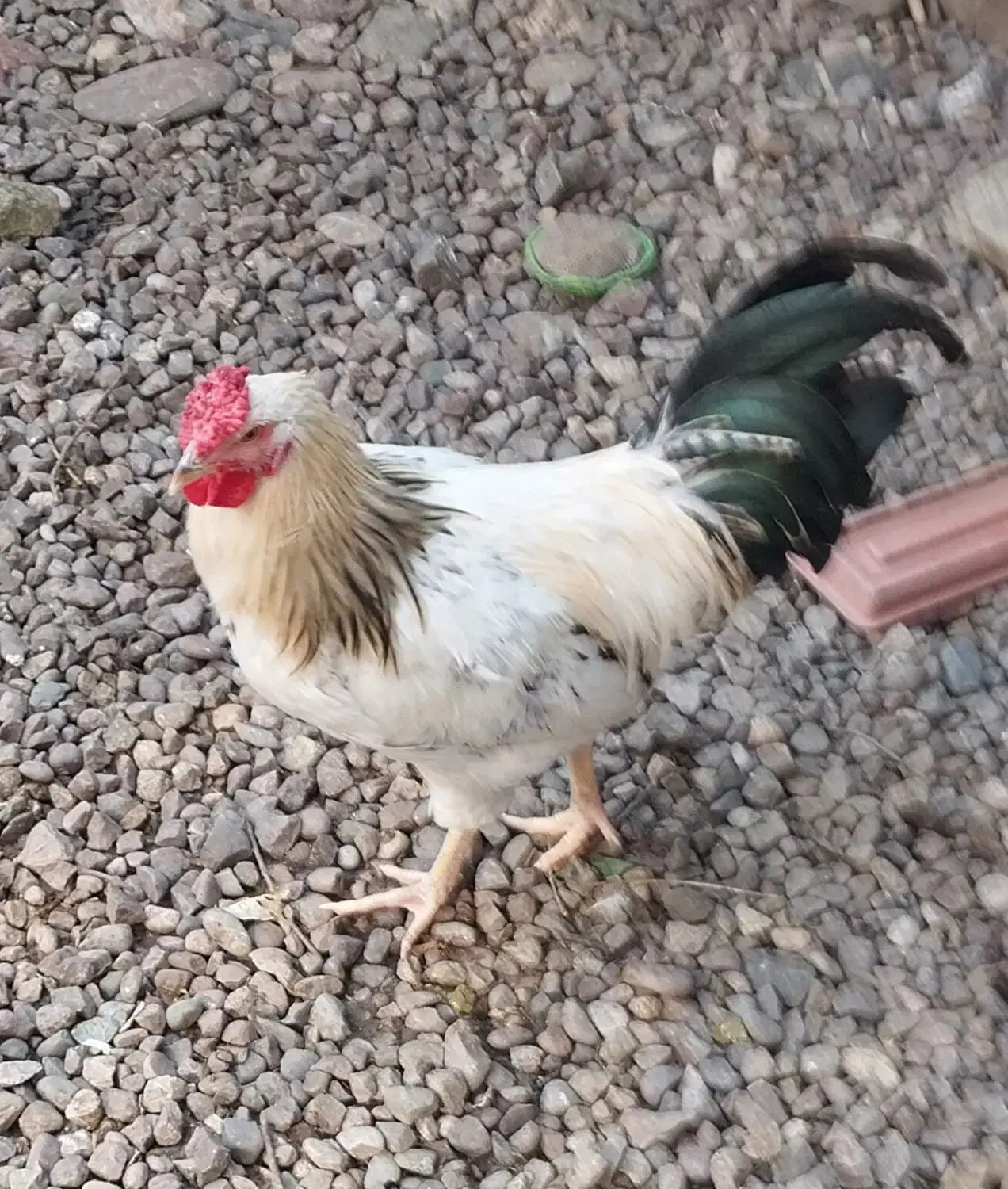 کوشین وچهل تاج|حیوانات مزرعه|رشت, فخب|دیوار