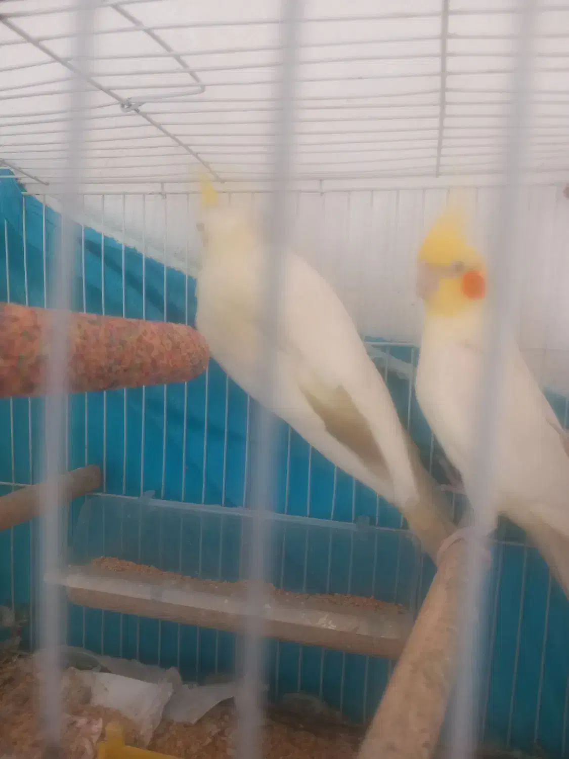 عروس هلندی کاملا سالم وجوان|پرنده|گلبهار, نوبهار|دیوار