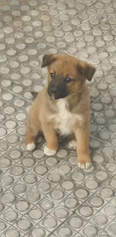 سگ سرابی اصل|سگ|شیراز, منطقه هوایی شهید دوران|دیوار