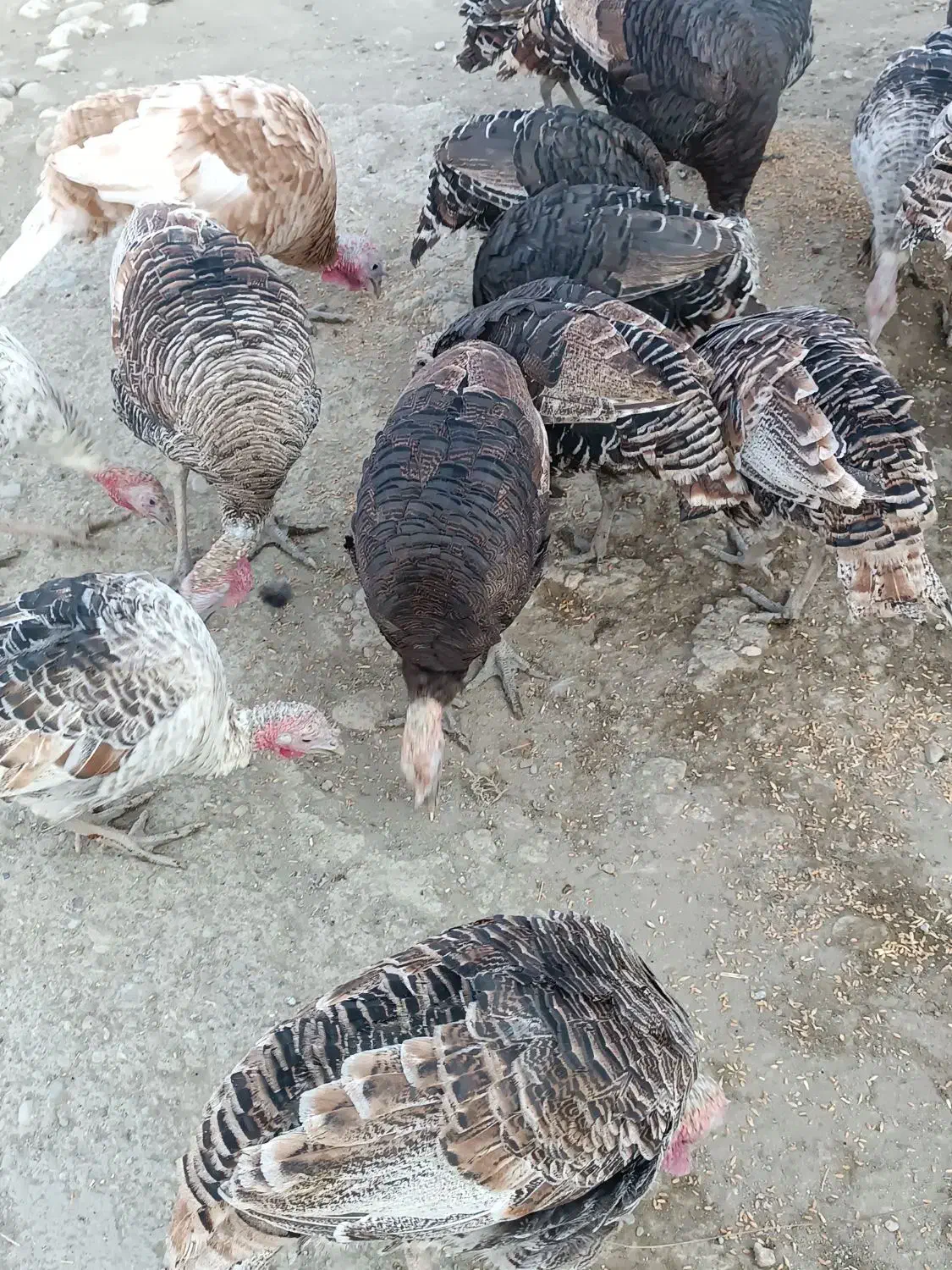 بوقلمون|حیوانات مزرعه|کوهدشت, |دیوار