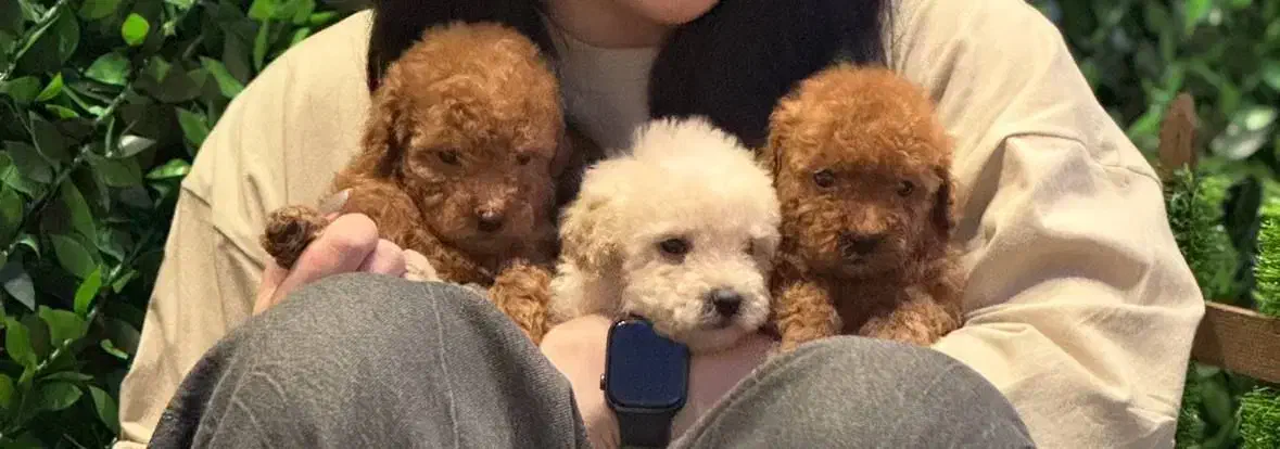 پودل|سگ|رشت, چله خانه|دیوار