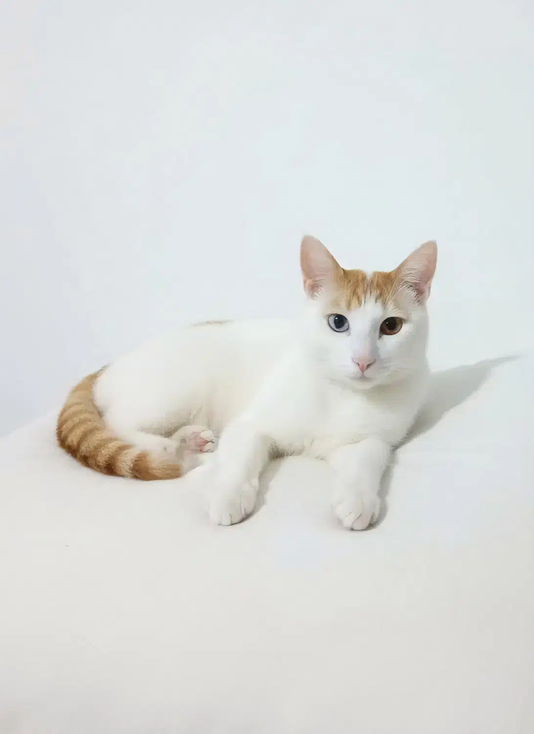 گربه گمشده مژدگانی|حیوانات|رشت, یخسازی|دیوار