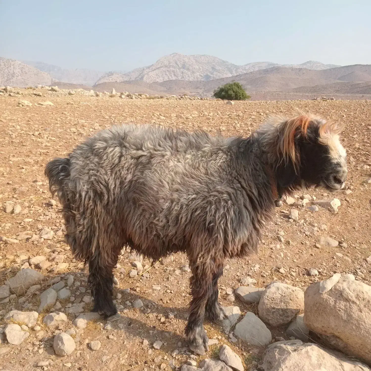 قوچ فروشی تخمی نژاددار|حیوانات مزرعه|اندیکا, |دیوار