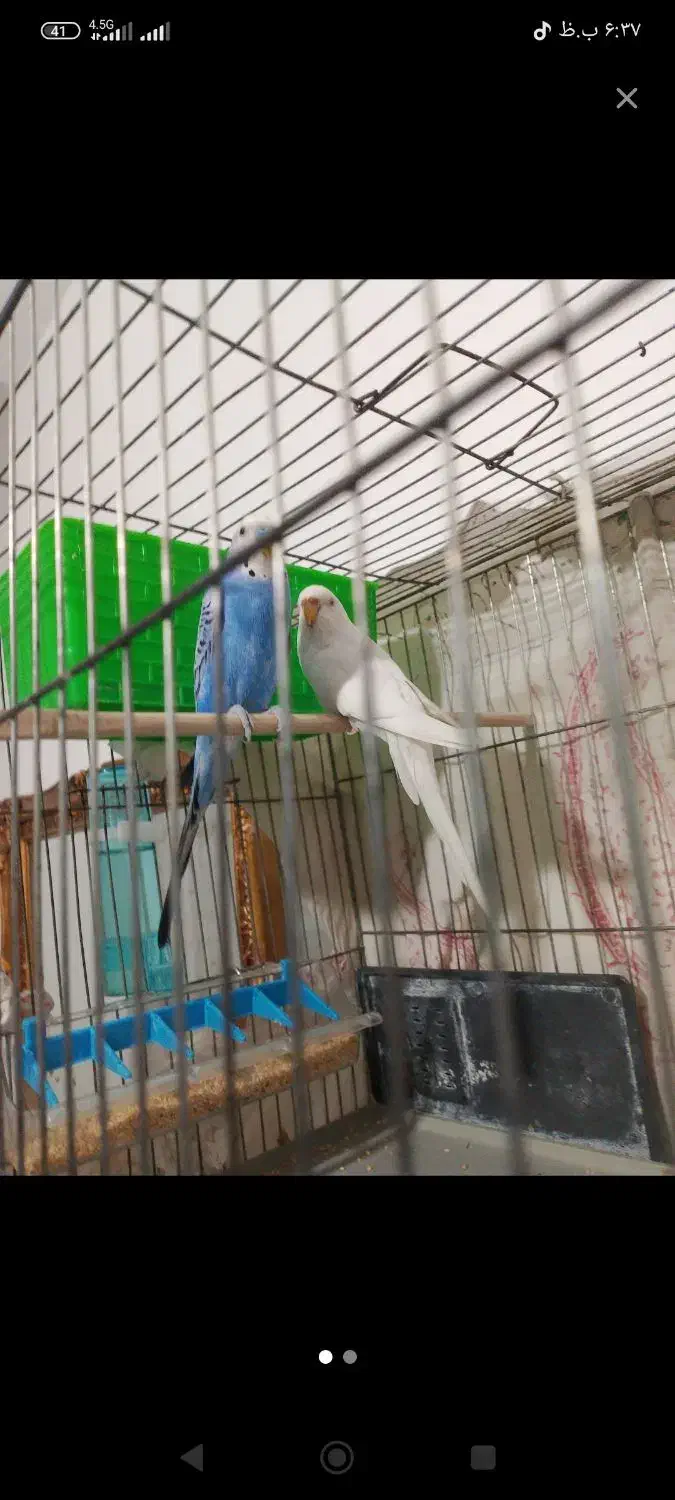 پرنده|پرنده|مریوان, |دیوار