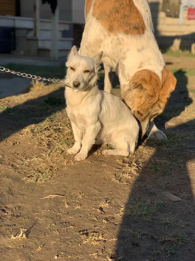 سگ پاکوتاه سفید تک رنگ|سگ|گنبد کاووس, |دیوار