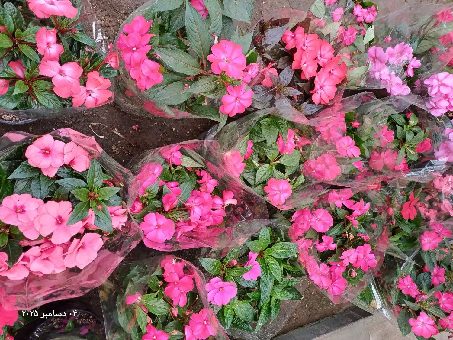 گل و گیاه آپارتمانی|گل و گیاه طبیعی|فردیس, شهرک ناز|دیوار