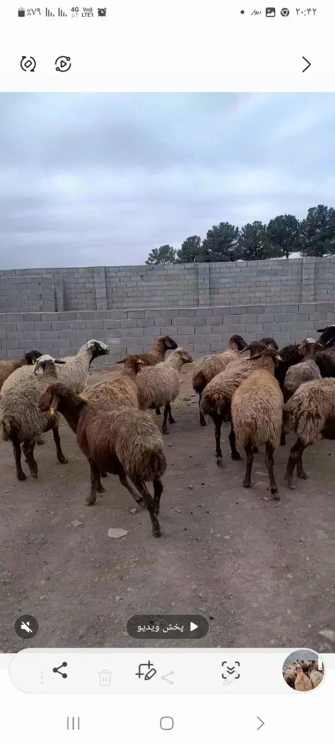 میش بره دار|حیوانات مزرعه|چناران, |دیوار