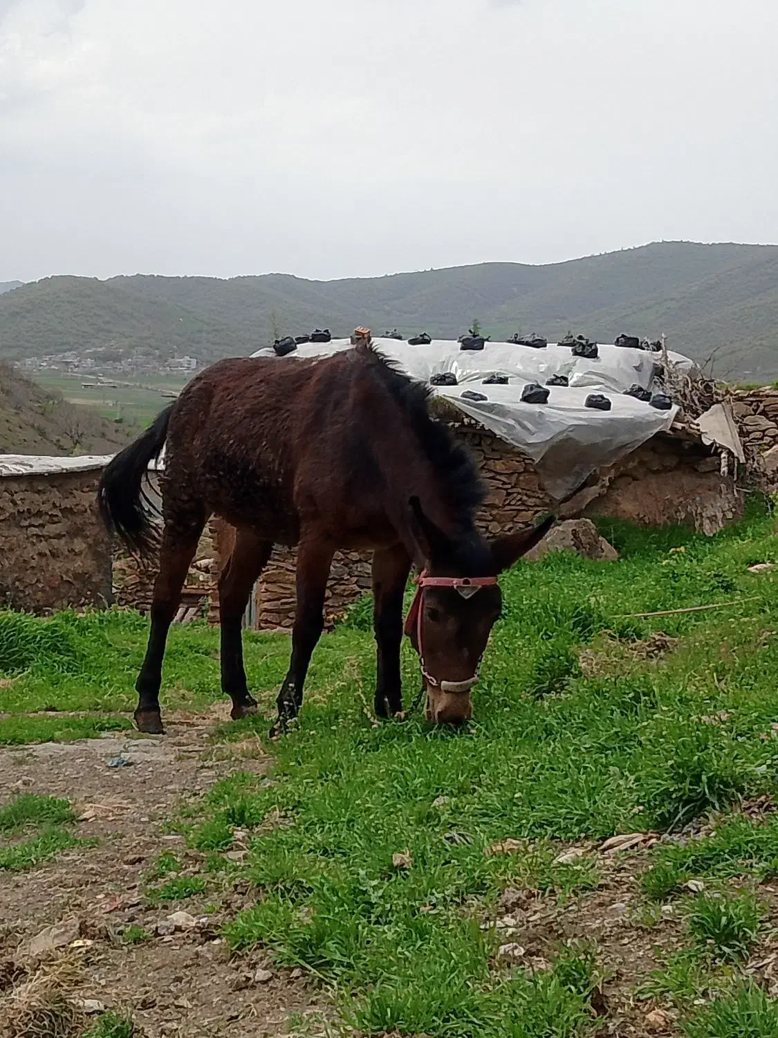 قاطر|حیوانات مزرعه|خاو و میرآباد, |دیوار