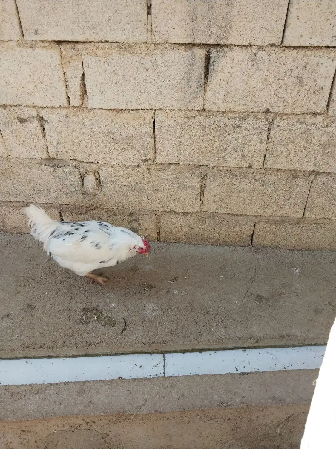 خروس گلین|حیوانات مزرعه|سرپل ذهاب, |دیوار