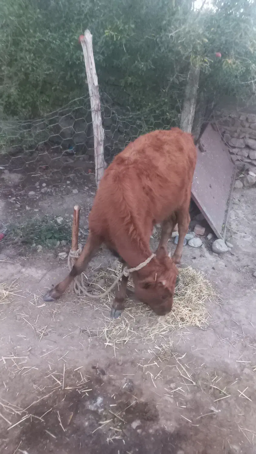 گوساله ماده|حیوانات مزرعه|خدا آفرین, |دیوار