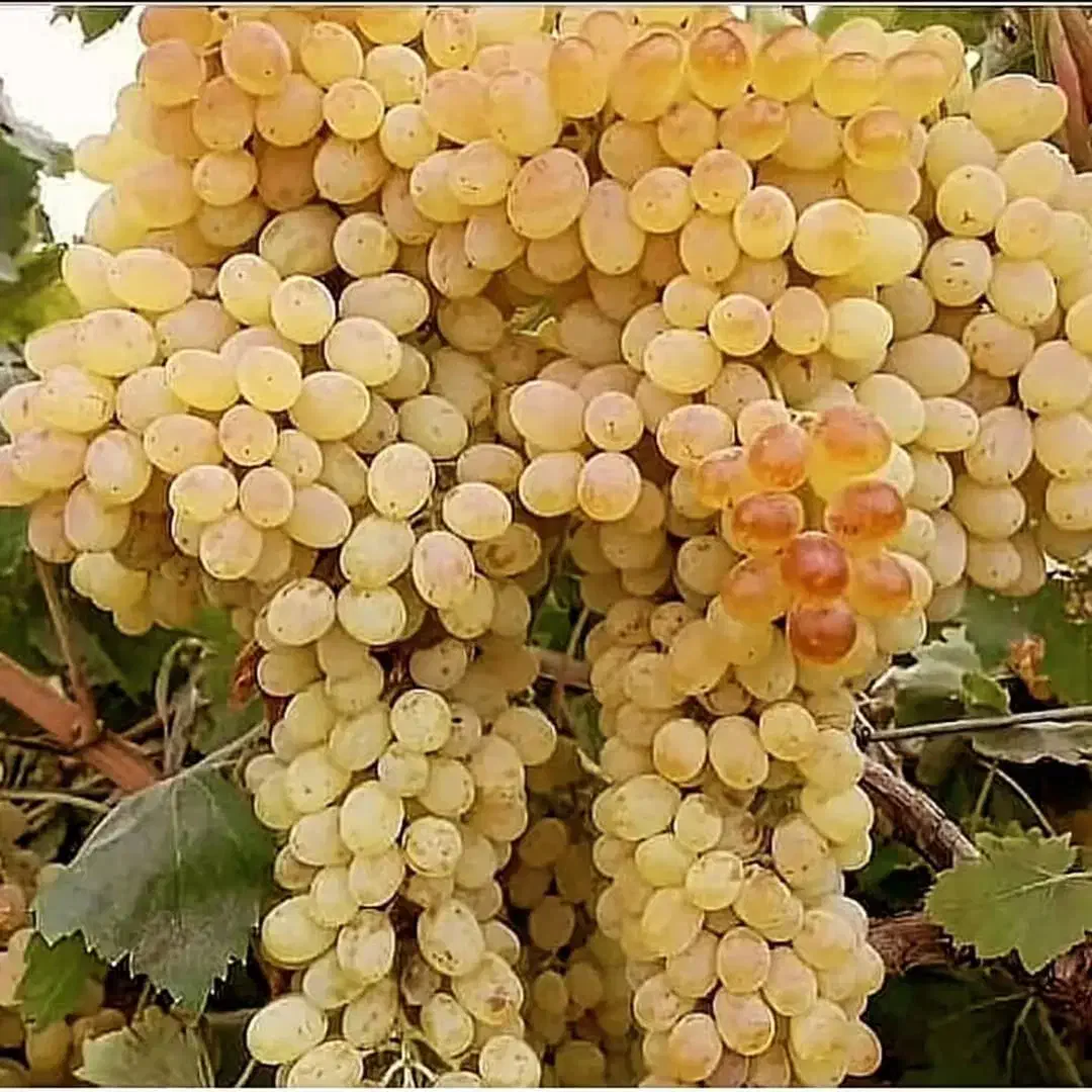 فروش درختان خوشه ای|گل و گیاه طبیعی|مهریز, |دیوار