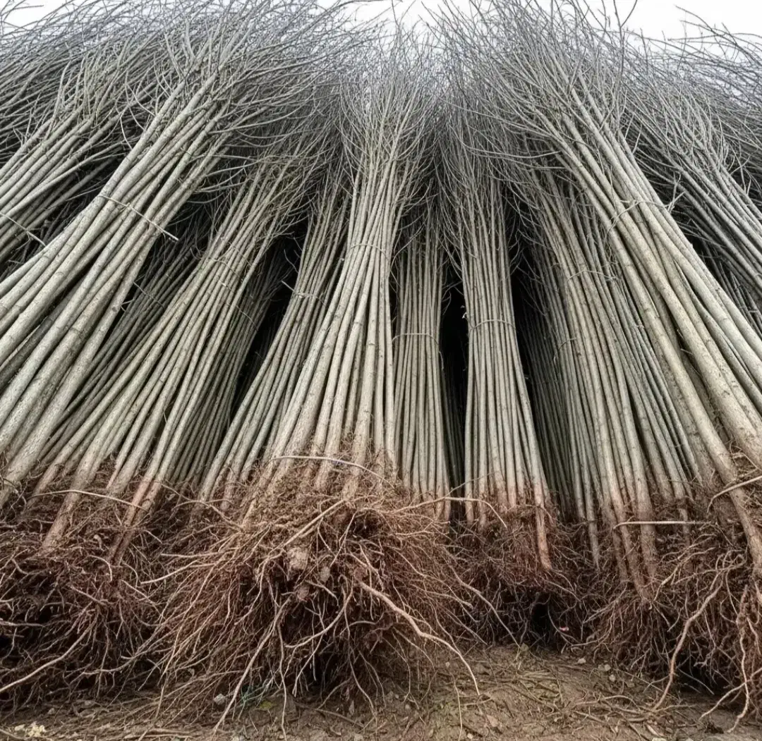 نهالستان پیوندی و اصلاح شده سهند|خدمات باغبانی و درختکاری|گلپایگان, |دیوار