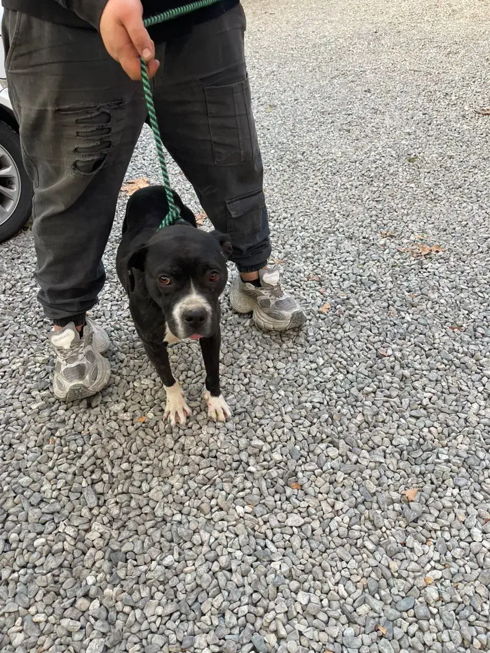 سگ پیتبول ماده|سگ|تهران, شهران شمالی|دیوار