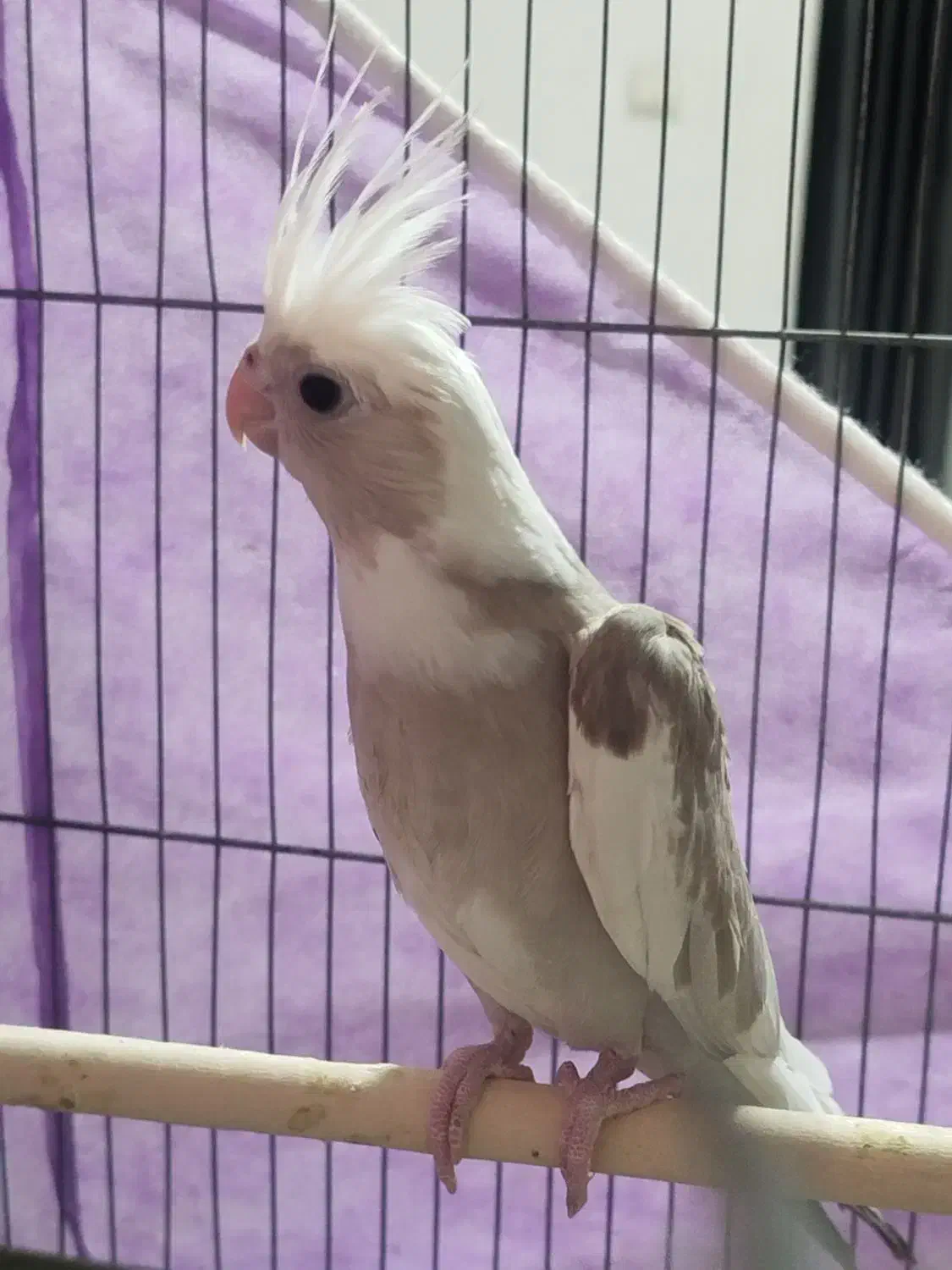 عروس وایت ابلق سه ماهه دستی|پرنده|اسفراین, |دیوار