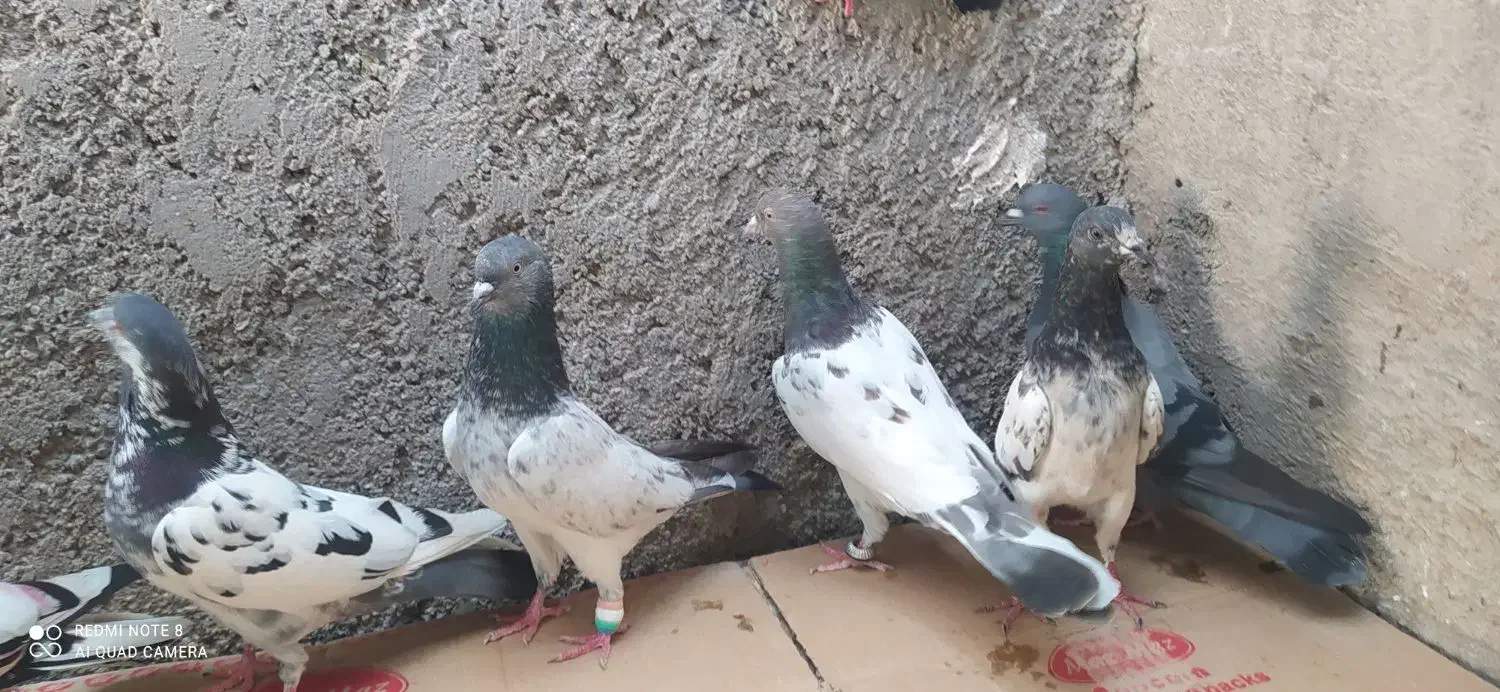 بیست کبوتر پاکستانی|پرنده|خورموج, |دیوار