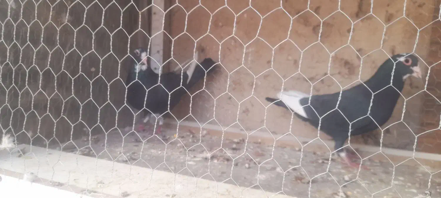 کفتر|پرنده|کرمان, |دیوار