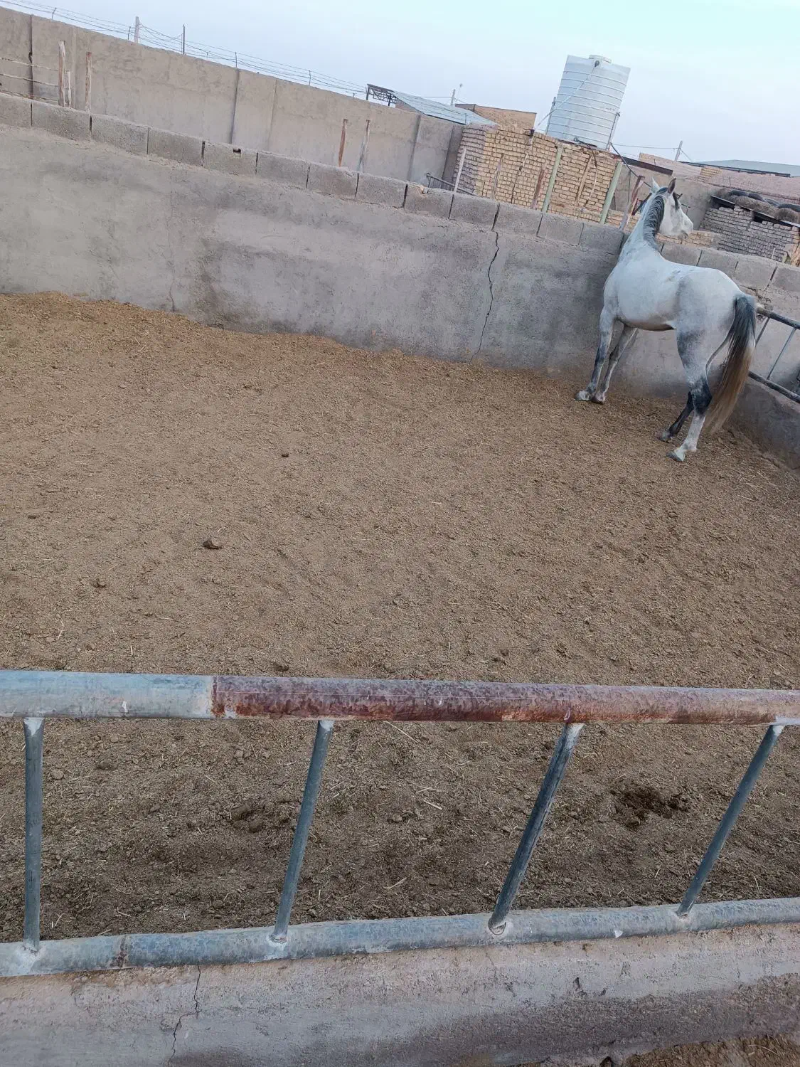 اسب|اسب و تجهیزات اسبسواری|جعفرآباد, |دیوار