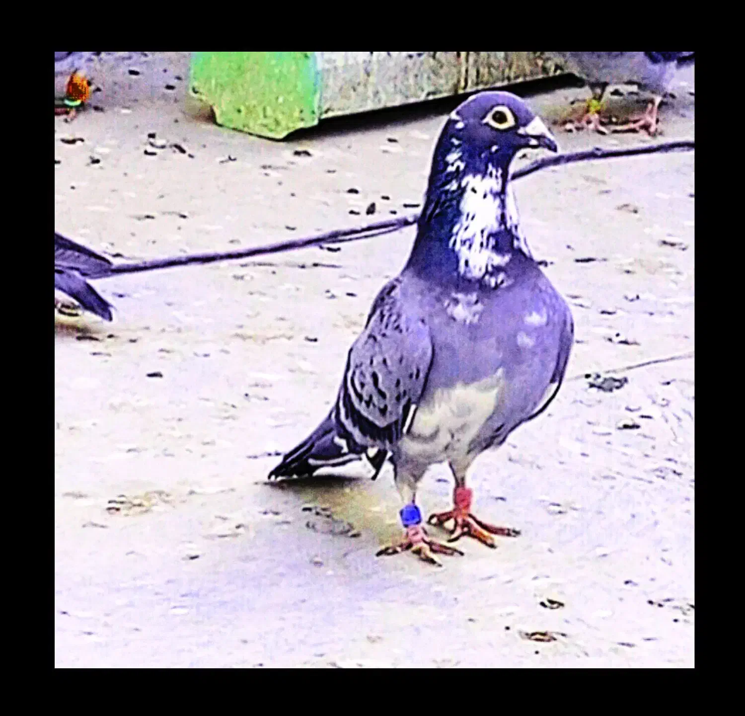 مجسمه نر ابلغ دو پلاک|مجسمه، تندیس، ماکت|زابل, |دیوار