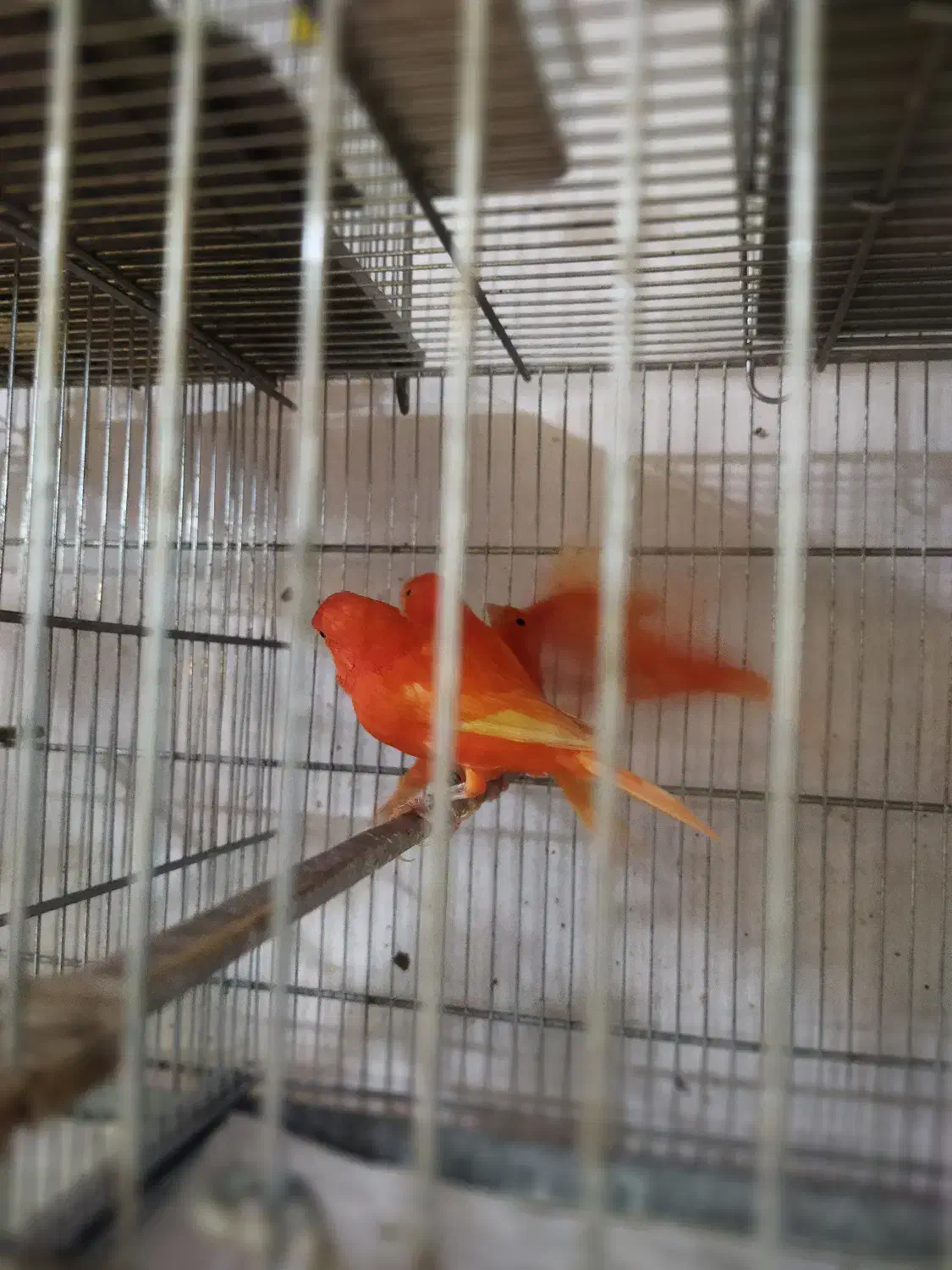 قناری رد فکتور و سرخ|پرنده|تهران, فلسطین (میدان انقلاب)|دیوار